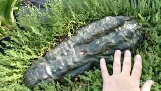Самая первая прогулка. Наконец-то я решилась!