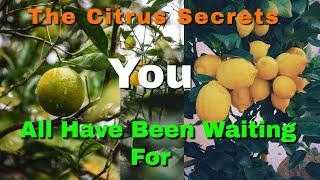 Part 1 of 4 The Citrus Secrets No One Knows #growcitrus #containergrowncitrustrees