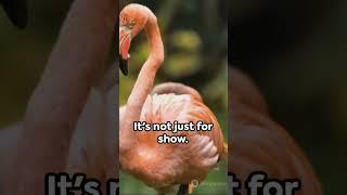 American Flamingo 