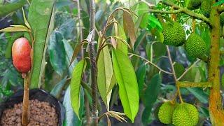 3 Most Effective and Efficient Ways to Durian Grafting Tree