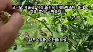 감귤나무 순관리 적심 방법(순자르기)