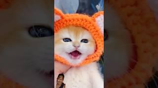 little cat mao mao #cat #funny #kitten #cute #cutecat #catvideos #viral #animals #ytshorts #shorts