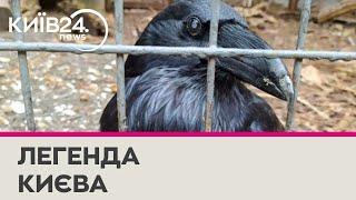 В Києві зник легендарний ворон Крум, який 25 років жив у дворі на Рейтарській