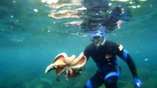 Spear fishing; Octopus fight Terceira