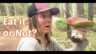 Mountain Mushroom Foraging- King Bolete!