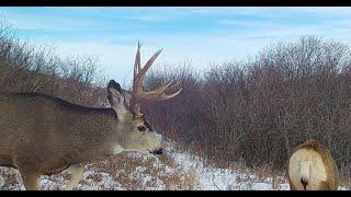 Mule Deer Mating - Big Saskatchewan Buck and Doe