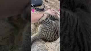 Vicious Kitty #catfight #kittybite#kitty #peptalks