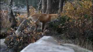 Encounter with a friendly red fox at sunrise in the Snowy Range Mountains, Wyoming