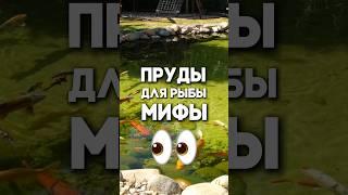 Популярные мифы о прудах для рыбы!