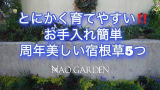 【ガーデニングVlog】とにかく育てやすい‼️お手入れ簡単｜ほぼ周年美しい｜超オススメ宿根草５つ｜４月中旬庭の様子｜Recommended plants that are easy to grow