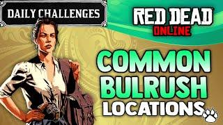 Red Dead Online - Common Bulrush Locations - RDR2 Daily Challenge Common Bulrush Picked