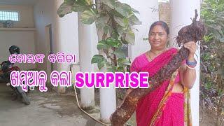 ଖମ୍ବଆଳୁ କଲା surprise ||ବୋଉଙ୍କ ବଗିଚା || khamba aloo ||mati aloo|| garden|| jitanshu sekhar odia