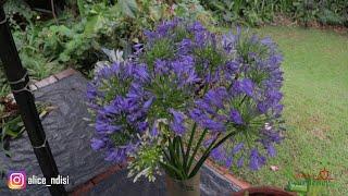 Agapanthus, these beautiful plants are easily propagated by division.