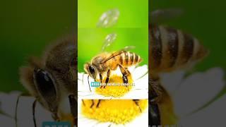 Bee  #shorts #youtubeshorts #bee