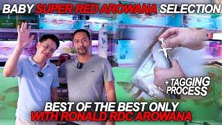 Selecting RDC super red arowana for Growout event.