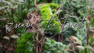 Escape to the forest. Forest Tranquillity