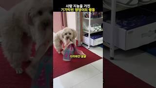 사람 지능을 가진 기가막힌 댕댕이의 행동