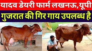 Top Gir CowAvailable In Yadav Dairy Farm Lucknow Up/yadav dairy gosaiganj lucknow up ||