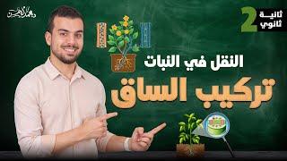 شرح النقل في النبات- تركيب الساق  - أحياء تانية ثانوى