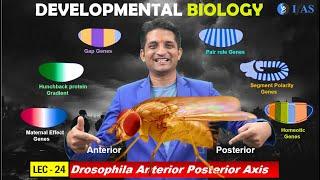 CSIR NET JUNE 2025 I Developmental Biology I Lecture 24 I Drosophila Anterior Posterior Axis I IFAS