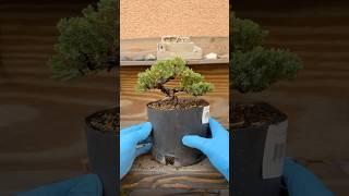 How to make a juniper bonsai from nursery stock #bonsai #bonsaitree #garden #howto #howtobonsai