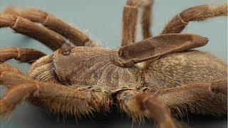 The 'unicorn' tarantula: New species of spider found in Angola - BBC What's New