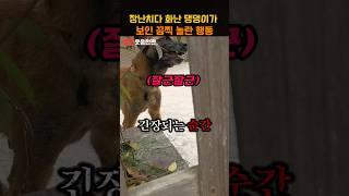 장난치다 화난 댕댕이가 보인 놀라운 행동