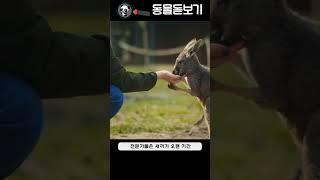캥거루가 한 달 만에 태어나는 이유