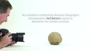 The National Geographic Photo Ark at Annenberg Space for Photography