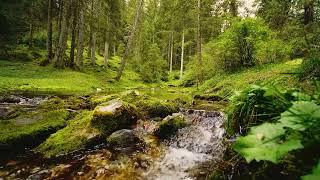 2 hours of forest sounds, river and birds chirping