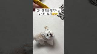 신나면 귀를 펄럭이는 강아지 토리 #강아지 #dog