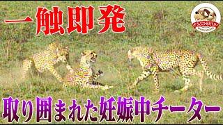 【チーターの一番長い日】狙われた出産間近のチーター！ジャッカルと他チーターに囲まれ必死の絶叫…生存本能と狩猟本能の壮絶なせめぎ合い（羽仁進のマザーアフリカ㉘後編）【どうぶつ奇想天外／WAKUWAKU】