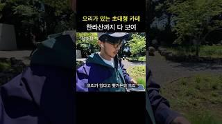 서귀포 카페에 오리가 #담소요 #제주카페 #모토캠핑