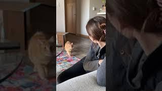 Stalking Cat