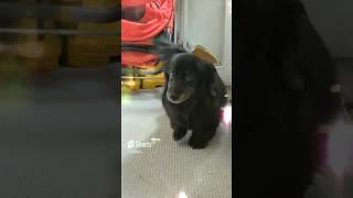 This Dog was Born to Dance! 