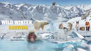 Wild Winter, Survival हिन्दी Wildlife documentary | Mr. Rajput