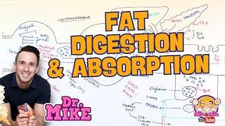 Fat Digestion and Absorption