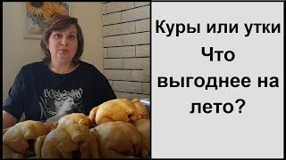 Куры, утки, муларды или индюки - какую птицу выгодно выращивать или разводить?!