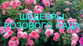 Розы. Сад моей мечты. Наслаждаемся цветением роз. Как они сейчас хороши. Часть 2.