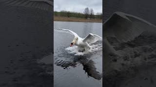 Очередной подкат нашего Алеся к лебёдушке. #лебедь #swan #милоевидео #лебеди #мило #друг #love #swan