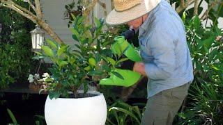 The Garden Gurus - Making Gardening Easy   Growing Citrus in Small Spaces