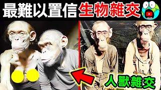 200年前駭人聽聞的“人猿雜交”，科學家為何冒死堅持？10個最不可思議的生物雜交實驗。|#地球十大 #世界之最top #世界之最 #地球之最 #腦洞大開 #top10 #雜交動物