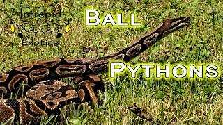  Ball Python Basics; tips for new keepers.