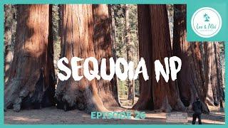 Sequoia National Park - California |  7 Month USA Road Trip (Episode 26)