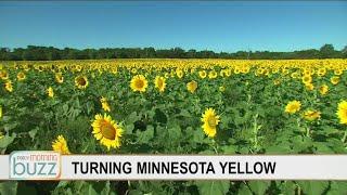 Minnesota realtor on a quest to turn the state yellow (with your help) | FOX 9 Morning News