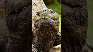 Top 4 Slowest Animals on Earth #animalfacts #facts #animalshorts #animallife #animals #viralvideo