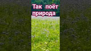 музыка природы,песни птиц #deutschland #alexwein7379 #nature #пениептиц