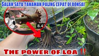 Jangan sampai terlewat‼️ Tahapan bonsai loa 🪴