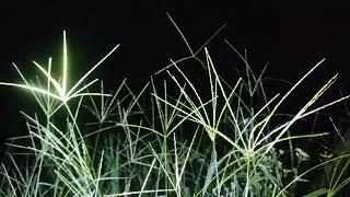 Antha vinnil anantham whatsApp status tamil #agriculture #moon #nature #night #love