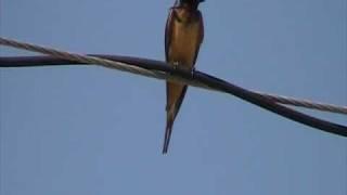 Barn Swallow (Hirundinidae: Hirundo rustica) Male